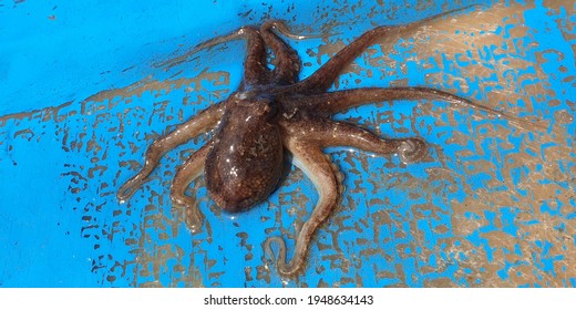 The 'webfoot octopus' caught up is very angry.