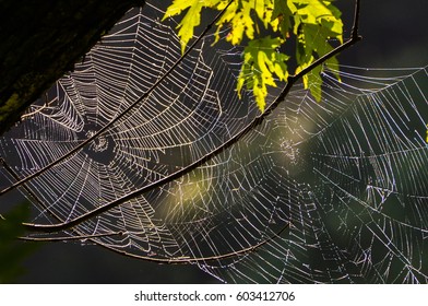 Webs