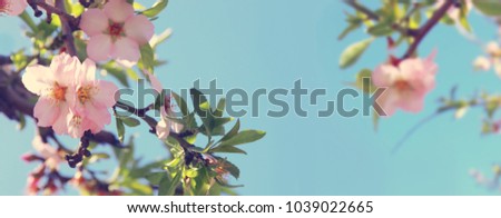 website banner background of of spring white cherry blossoms tree. selective focus