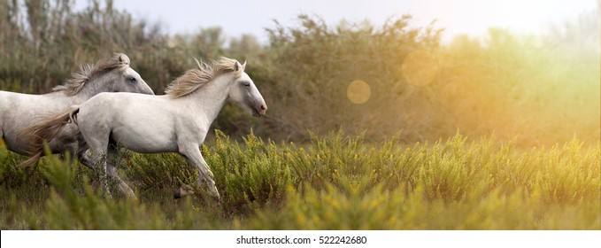 Website Banner Of Beautiful White Horses As Running In The Field