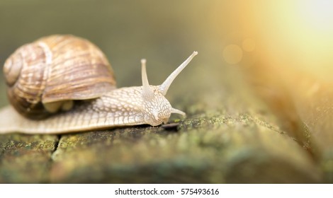 Website Banner Of A Slow Snail 