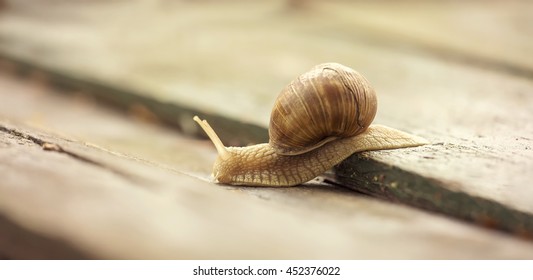 Website Banner Of A Snail 