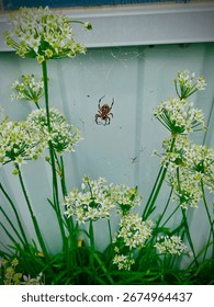 Webwork and new orb weaver spider invade onions 