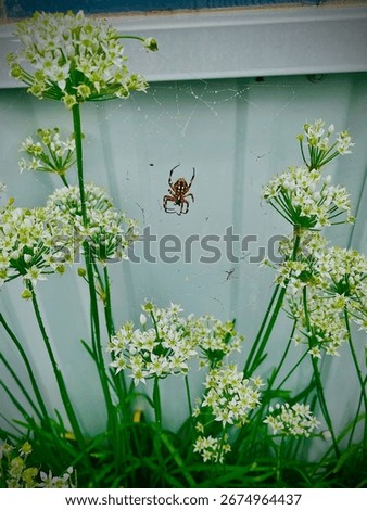 Webwork and new orb weaver spider invade onions 