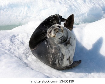 A Weddell Seal