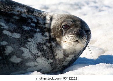 Weddell Seal