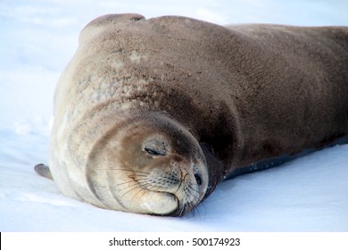 Weddell Seal, Antarctica