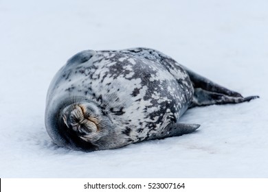 Weddell Seal In Antarctica