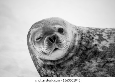 Weddell Seal In Antartica