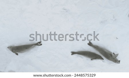 Weddell Seal Family Lie Snow Surface Aerial View. Arctic Crabeater Rest on Winter Ocean Ice in Antarctica Frozen Peninsula Coast Drone Flight Top