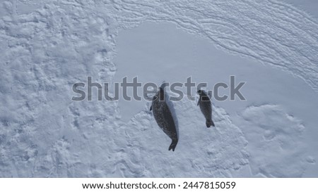 Weddell Seal Family Rest Aerial Top Down View. Arctic Crabeater Colony Lie on Winter Snow Covered Ocean Surface in Antarctica Frozen Peninsula Drone Flight Above