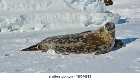 Weddell Seal And Her Cub