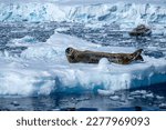 Weddell seal (Leptonychotes weddellii) resting on an ice floe on the Antarctic Peninsula