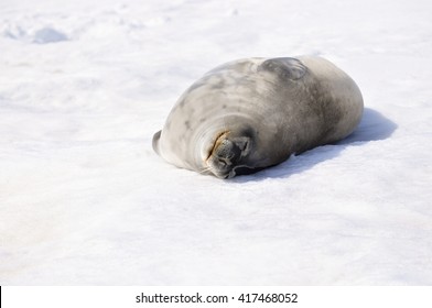 Weddell Seal On The Snow