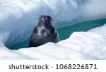 Weddell seal peeking up through a breathing hole in the ice