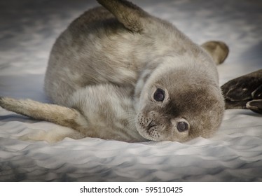 Weddell Seal Pup