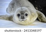 Weddell Seal pup, king George island, Antarctica(Leptonychotes weddellii)