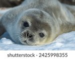 Weddell Seal pup, king George island, Antarctica(Leptonychotes weddellii)