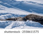 Weddell Seal pup, newborn Weddell Seal, Antarctica (Leptonychotes weddellii)