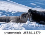 Weddell Seal pup, newborn Weddell Seal, Antarctica (Leptonychotes weddellii)