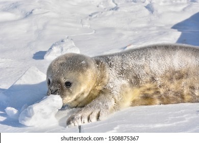 Weddell Seal Pup Playing With Snow, Antarctica