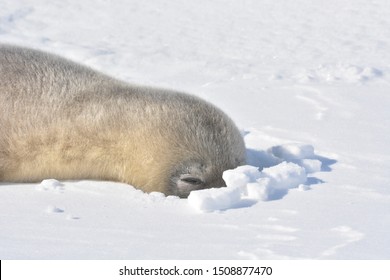 Weddell Seal Pup Playing With Snow, Antarctica