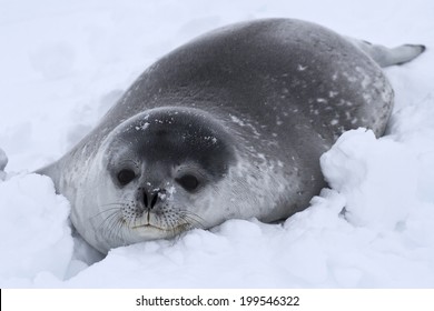 Weddell Seal Pup In The Snow In Antarctica