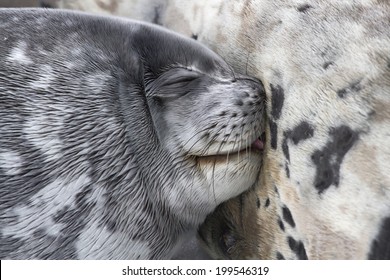 Weddell Seal Pup Sucking Milk.