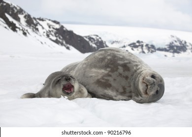 Weddell Seals (Leptonychotes Weddellii)