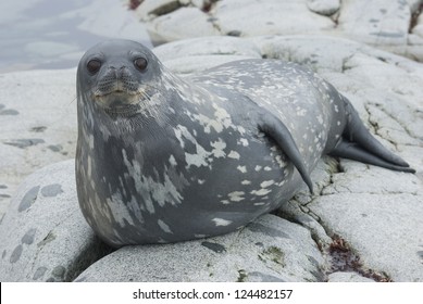 Weddell Seals On The Rocks Of The Antarctic Islands.