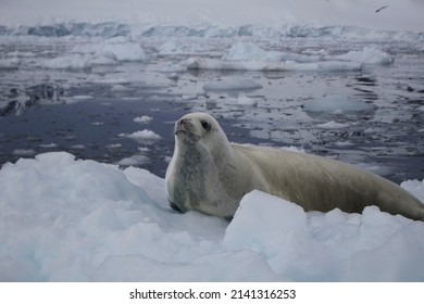 Weddell Seals Resting On Icebergs