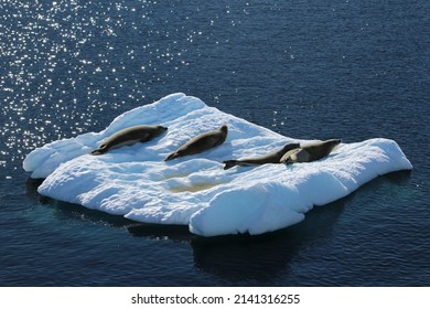 Weddell Seals Resting On Icebergs