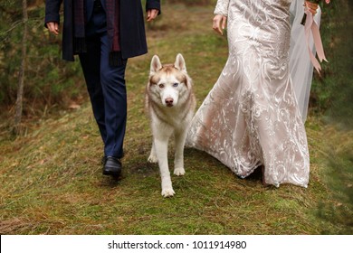 Wedding 2018. Bride and groom walking with husky dog. Dog - symbol of 2018 year