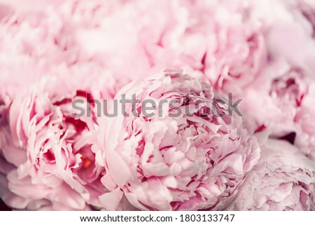 Wedding, birthday, anniversary bouquet. Pink peony flower on pastel background. Copy space. Trendy pastel floral composition. Woman day, Mother's day. Macro of peonies flowers.