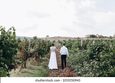 wedding couple, newlyweds walking among trees and vineyards