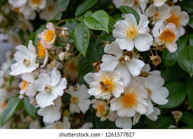 Wedding Day Climbing Rose Is A Prolific Grower, Flowering In Huge, Fragrant Clusters