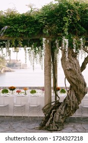 Wedding Dinner Table Reception. A Very Long Table For Guests With A White Tablecloth, Floral Arrangements, Glass Plastic Transparent Chairs Chiavari. Under The Old Columns With Vines Of Wisteria.