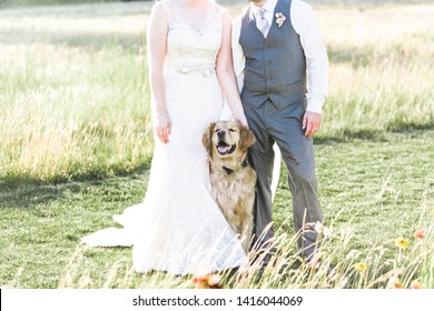 Wedding dog and couple celebrate