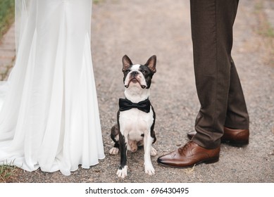 wedding dog on the background of the feet on the grass, wearing bow tie. Bride and groom wedding with dog. boston terrier. Love dogs