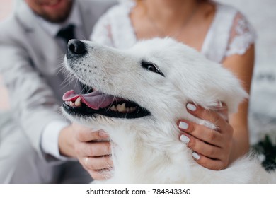 wedding dog symbol year