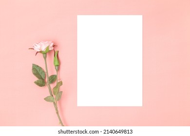 Wedding Invitation Or Greeting Card Mockup. Blank White Card 5x7 With Rose Flower On Pink Background.