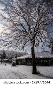  Wedding Location  During Winter. All  Outdoor Area Trees, Grass, Marquee Covered In Snow.  Naples -Italy.