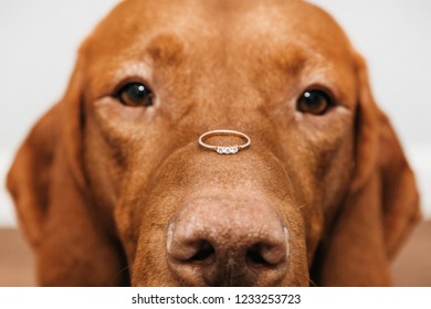 The dog has a ring milka caramel cream