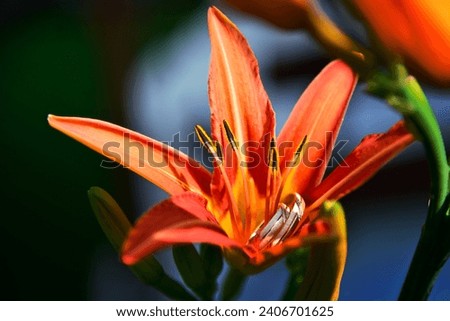 Wedding rings laid in a red-yellow lily flower