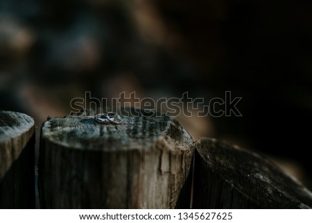 Similar – Image, Stock Photo closeup of trunk stumps of a phytolacca dioica in nature with abstract forms