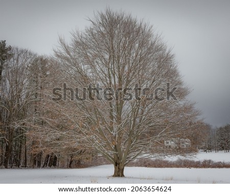 The Wedding Tree, Copper Beech Tree after Winter Snowstorm, General George Patton Homestead, Hamilton, Massachusetts, North Shore Boston