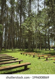 Wedding Venue Ideas - Pine Forest