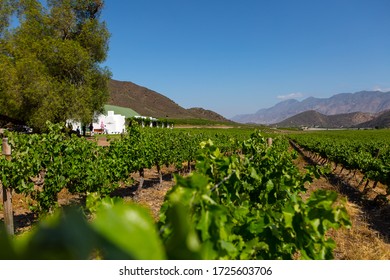 Wedding Venue In Vineyard In Small Karoo Town With Blue Sky