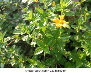 wedelia wild plants that live in the tropics  - Shutterstock ID 2238866939