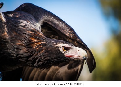 Wedge Tailed Eagle